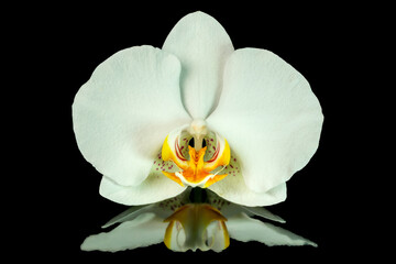 Fototapeta na wymiar One white orchid flower