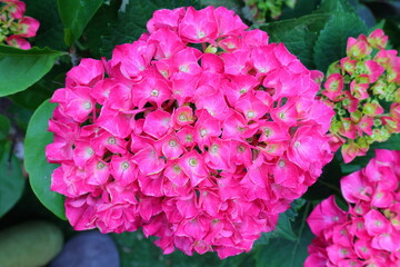 ortensia rosa, pink hydrangea