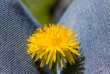 yellow dandelion flower, the personification of spring