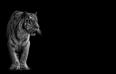 Portrait of a beautiful tiger and copy space. Tiger in dark