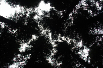 Looking up at tree tops from the ground , top of the forest.