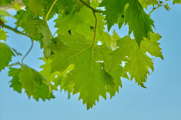 Fototapeta na wymiar green leaves of a tree in the garden and sky background. Green leaves of grapes and grapevine nature background.