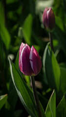 a bright tulip. spring flower. floral background for the screensaver