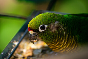 close up of a green parrot