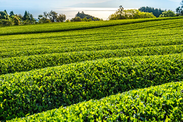 Fototapeta na wymiar 新茶シーズンの日本平のお茶畑と駿河湾の海