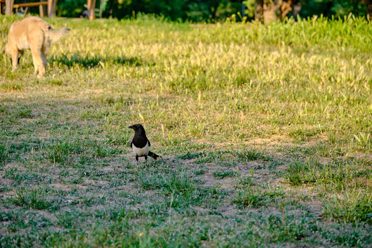 a black and white photo of a cute crow and single crow on green grass and dog background during spring time.