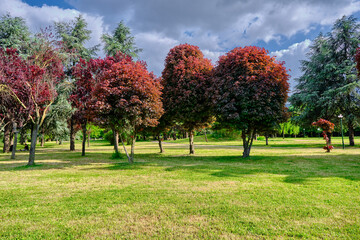 beautiful view of the park, tree at botanical park during spring time and blue and cloudy sky background.