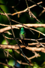 bird on a branch