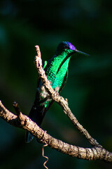 hummingbird