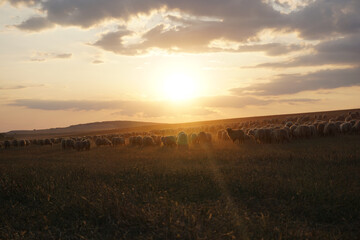 Schafherde im Sonnenuntergang