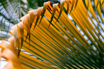 Beautiful natural tropical background. Yellow-green palm branch close-up. Screensaver for the...