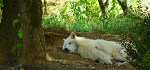 Loup arctique