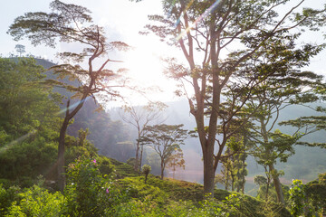 Tea plantation