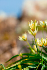 Spring flowers under the rays of sunlight. Snowdrops close-up. Beautiful landscape of nature. Hi spring. Beautiful flowers on a green meadow.