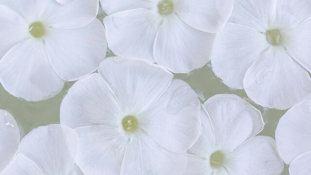 Phlox paniculata on water, texture and background of Phlox paniculata flowers