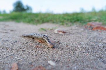 great gray snail on the sand