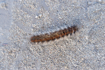 Hairy Caterpillar on the sand