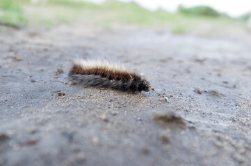 Hairy Caterpillar on the sand
