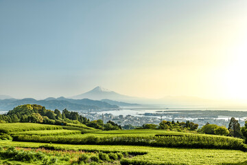 静岡県静岡市の日本平から新緑のお茶畑と富士山