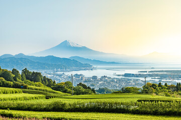 静岡県静岡市の日本平から新緑のお茶畑と富士山