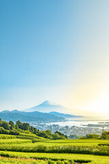 Fototapeta premium 静岡県静岡市の日本平から新緑のお茶畑と富士山