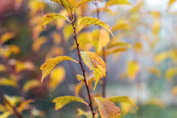 Apple tree branch with yellow autumn leaves in the garden