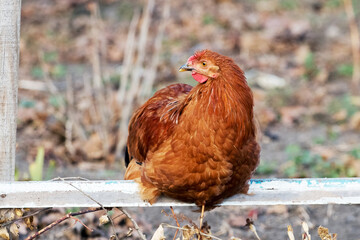 Brown chicken sitting on a crossbar in the garden on the farm. Breeding of chickens