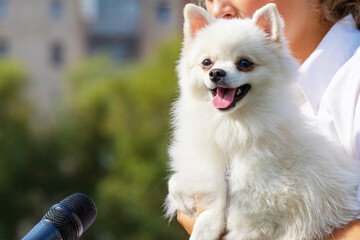 A woman with a dog in her arms gives an interview. A journalist with a microphone interviews the dog's owner