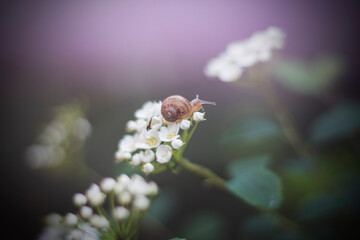 closeup of a snail on white flowers