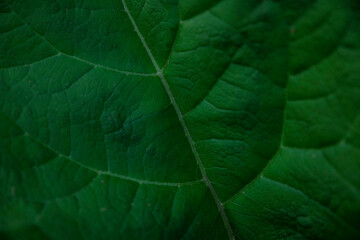 close up of leaf