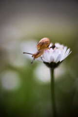closeup of a snail on a white daisy flower