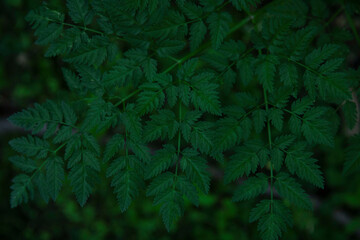 green fern leaves