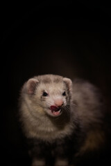 Ferret indoor posing for dark portrait in studio