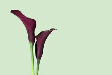 Dark purple Calla lily flowers on green background. Minimal natural floral concept. Close up...