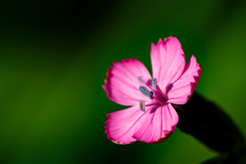pink flower on black