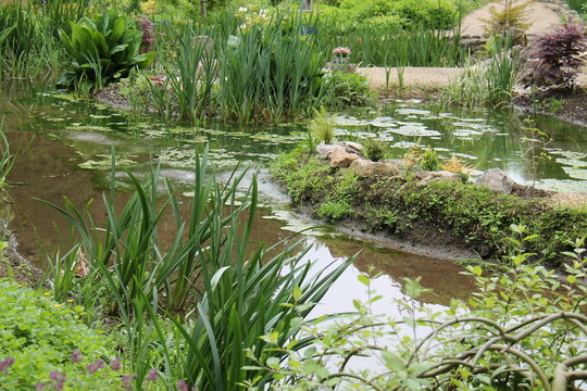 A View Over A Well Established Water Garden.