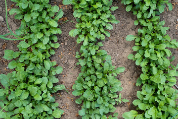 green arugula grows in the garden