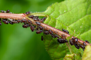 Close-Up of Aphids on a tree branch