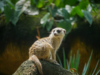 Meerkat (Suricata suricatta) or suricate is a small mongoose found in southern Africa. It is characterised by a broad head, large eyes, a pointed snout, long legs, a thin tapering tail, and a brindled