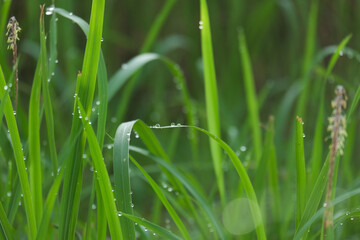 Selective focus and noise effect picture of grass with water dew in the morninig.