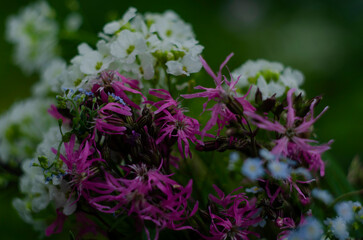 Obraz premium Beautiful assortment of brightly coloured wild flowers growing from a patch of grass