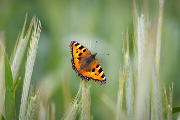 the little fox butterfly sits on a blade of grass