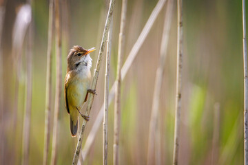 one small reed warbler sitting on a reed