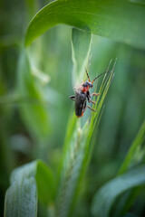 one soft beetle sits on an ear of grain