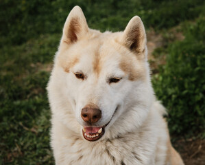 The Northern sled dog rests in summer. Beige Siberian husky with brown eyes portrait close up, looks and smiles. Sitting in green clearing.