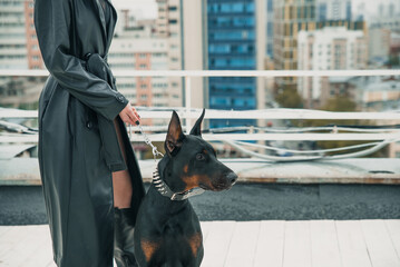 A young woman in a black coat is holding a strong and beautiful Doberman with a good pedigree on a leash.