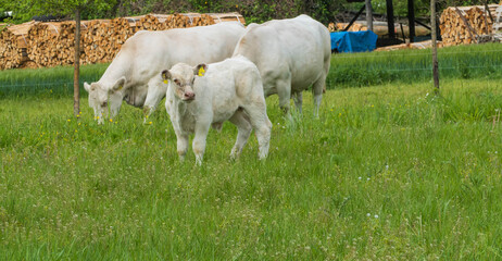Fototapeta premium Freilandkühe