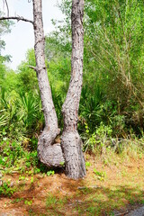 Fototapeta premium Road or trail in a forest park