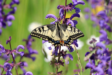 un papillon machaon reposant sur des fleurs violettes dans la nature, ailes déployées