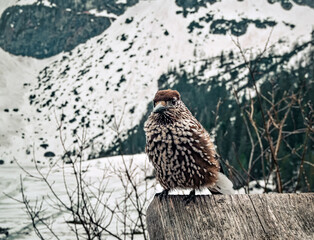 Eurasian Nutcracker (Nucifraga caryocatactes) in Zakopane (Poland)